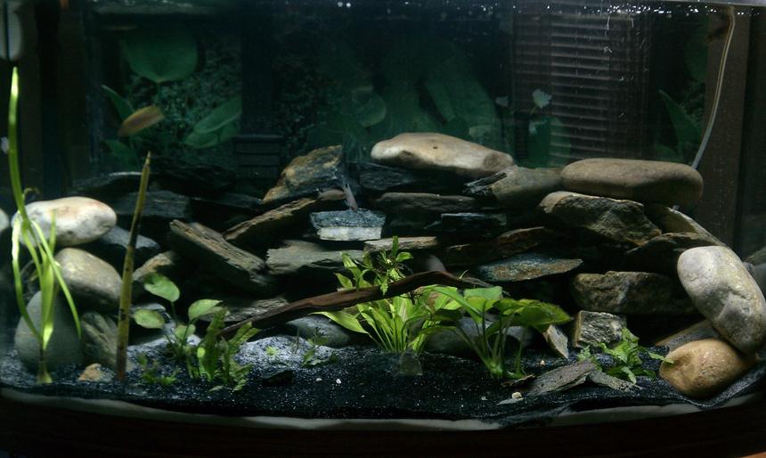 Rated #78: 46 Gallons Freshwater Fish Tank - Just big enough.  Simple and easy to care for.