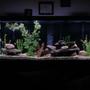 150 gallons freshwater fish tank (mostly fish and non-living decorations) - 150 gallon Aquarium
