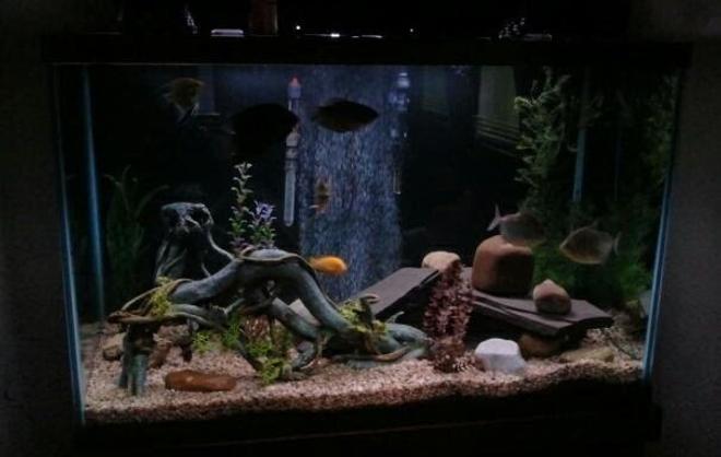 150 gallons freshwater fish tank (mostly fish and non-living decorations) - 150 Gallon