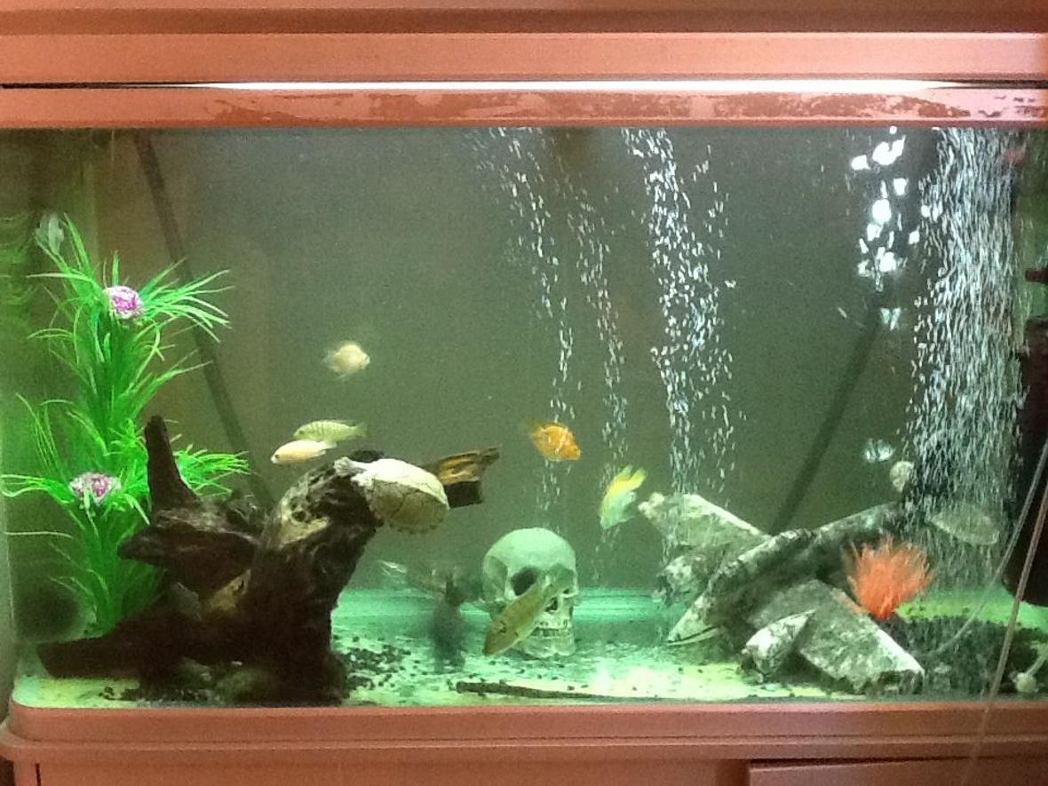 85 gallons freshwater fish tank (mostly fish and non-living decorations) - tank