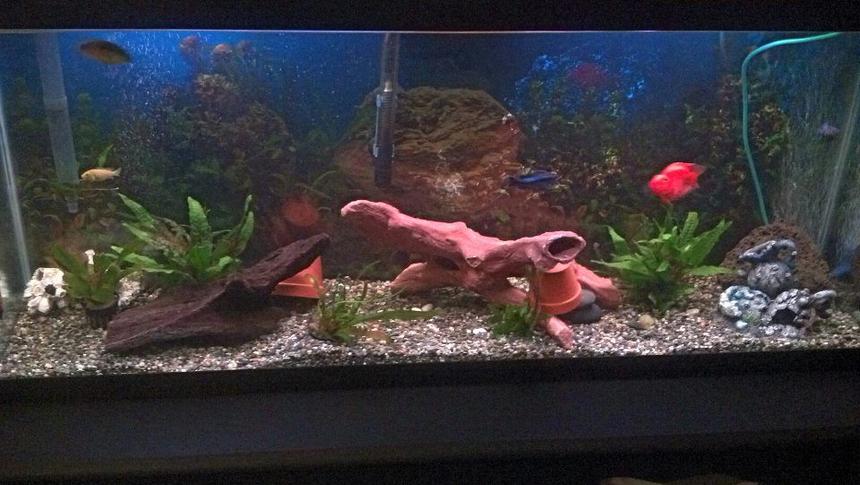 Rated #3073: 55 Gallons Freshwater Fish Tank - 55 gallon cichlid tank