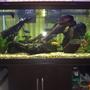 75 gallons freshwater fish tank (mostly fish and non-living decorations) - Main tank
