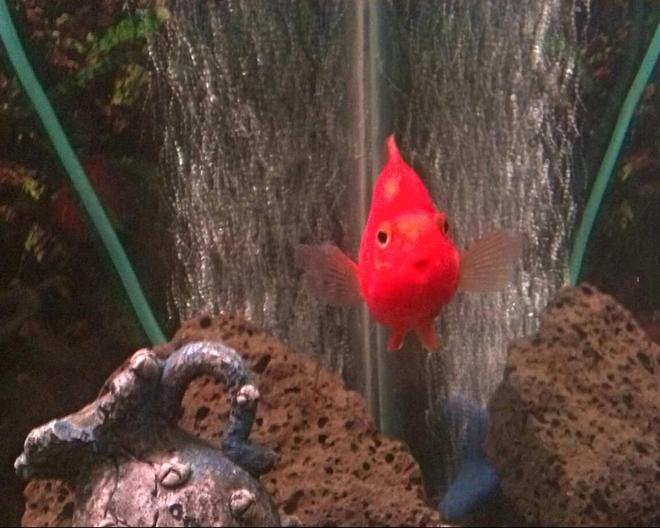 freshwater fish - heros severus x amphilophus citrinellum - blood parrot stocking in 55 gallons tank - King Kong Purple Parrot, he has a keen interest in what is going on OUTSIDE the tank, and has great personality!