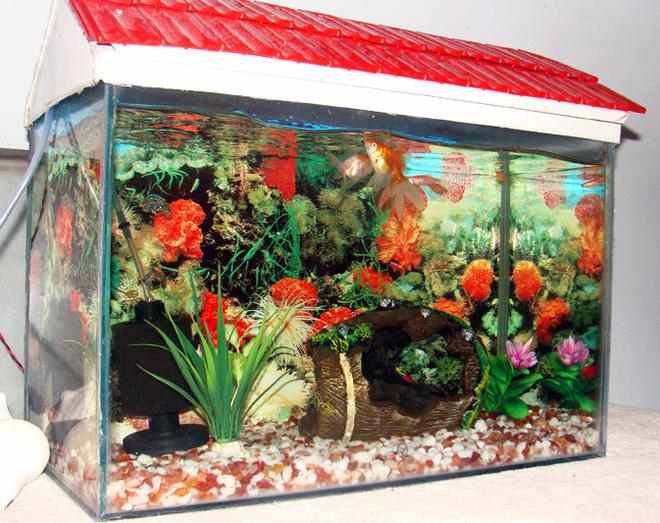 40 gallons freshwater fish tank (mostly fish and non-living decorations) - Its my fishtank filled with freshwater from water well near my house.