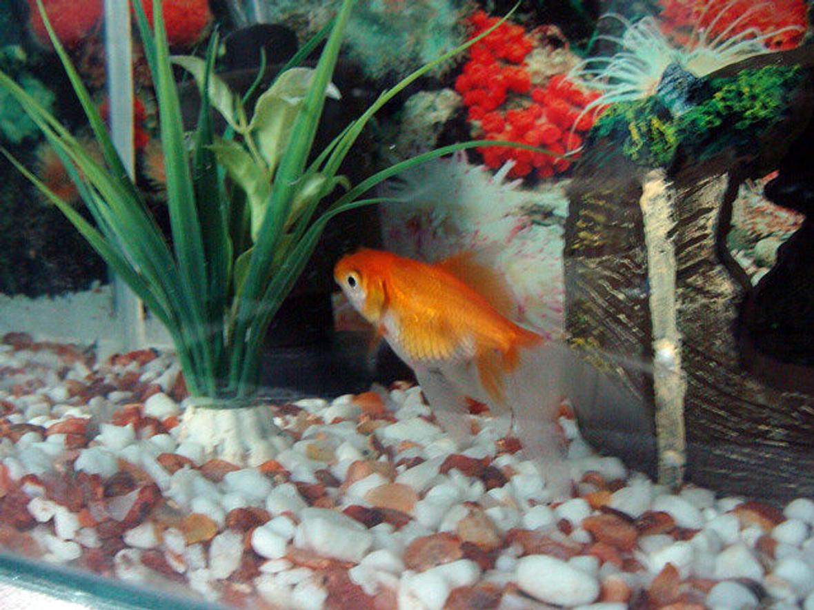 freshwater fish - carassius auratus - red ryukin goldfish stocking in 40 gallons tank - gold fish