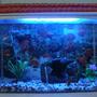 fish tank picture - tank with light