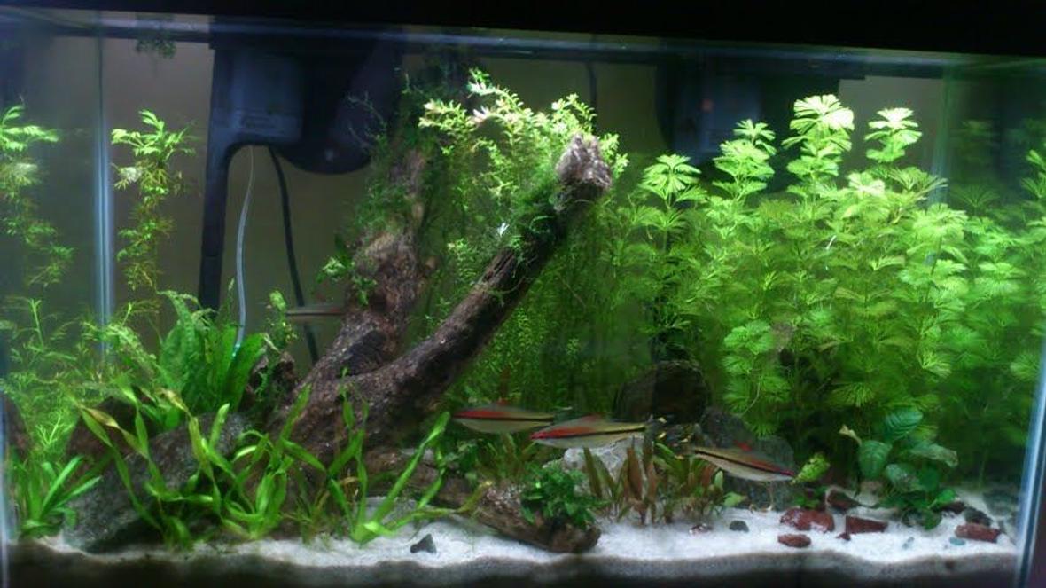 29 gallons planted tank (mostly live plants and fish) - Update on my tank
