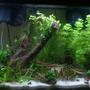 29 gallons planted tank (mostly live plants and fish) - Update on my tank