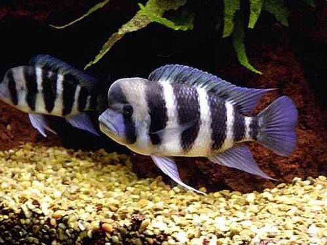 freshwater fish - cyphotilapia frontosa - frontosa cichlid stocking in 5 gallons tank