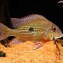 freshwater fish - satanoperca jurupari - eartheater stocking in 5 gallons tank - rate