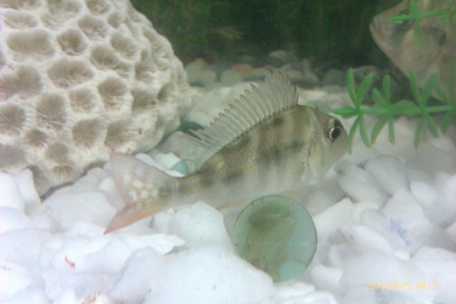 freshwater fish - satanoperca jurupari - eartheater stocking in 5 gallons tank