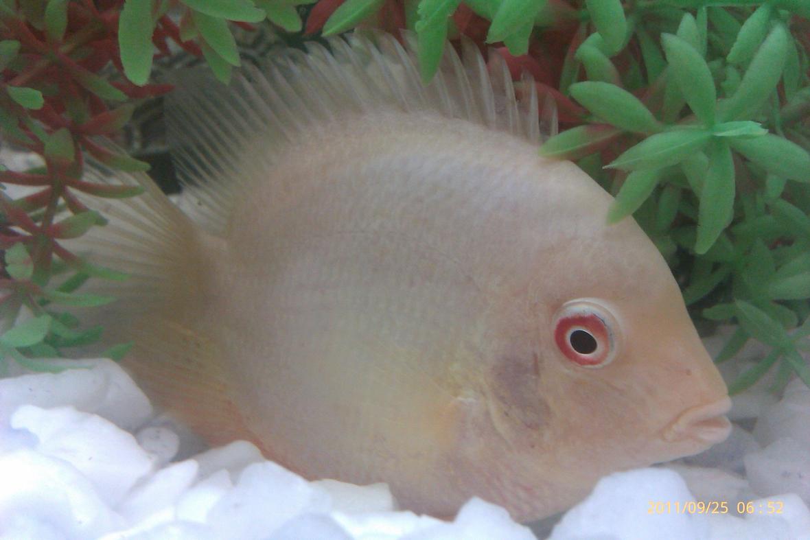 freshwater fish - heros serverus - gold severum stocking in 5 gallons tank - freshwater severem