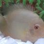freshwater fish - heros serverus - gold severum stocking in 5 gallons tank - freshwater severem