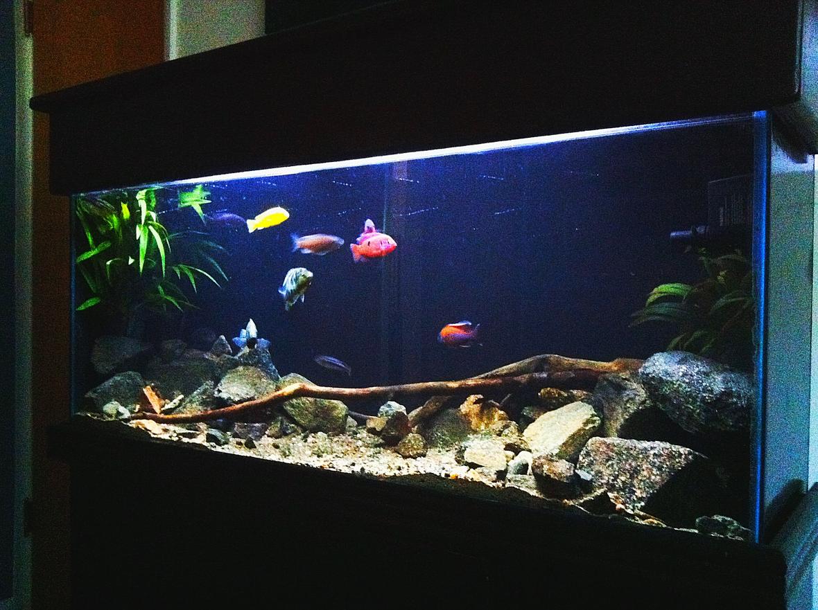 55 gallons freshwater fish tank (mostly fish and non-living decorations) - 55 gallon african cichlid tank