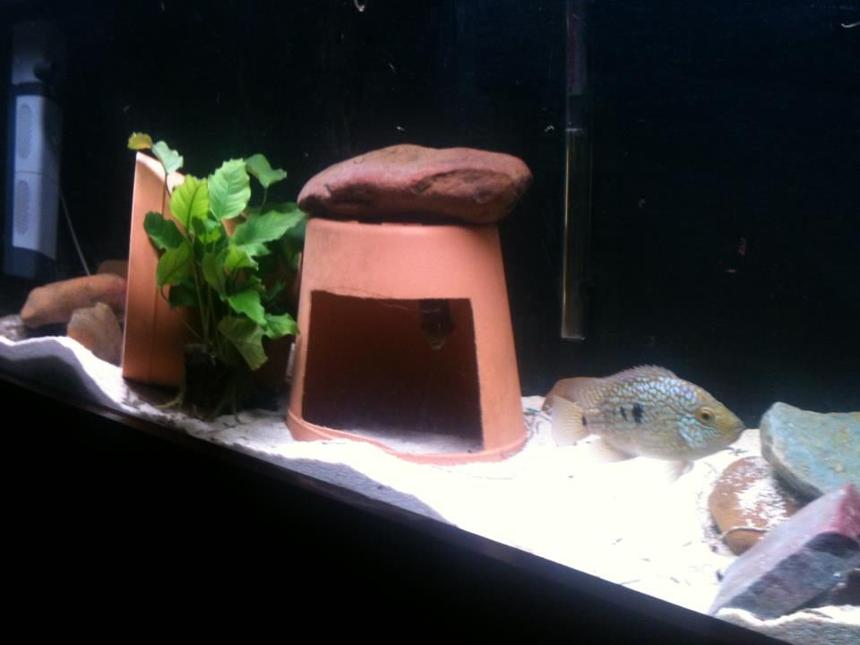 Rated #3389: 75 Gallons Freshwater Fish Tank - Jack Dempsey & Texas Cichlid tank