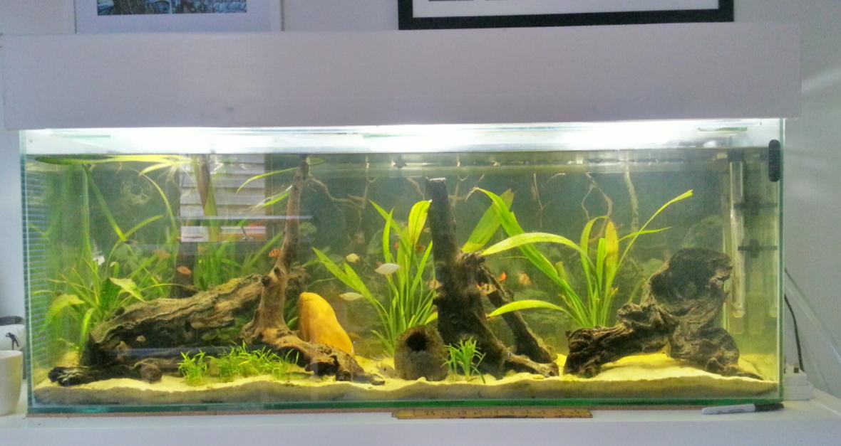 55 gallons planted tank (mostly live plants and fish) - Planted Fish Tank