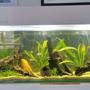 55 gallons planted tank (mostly live plants and fish) - Planted Fish Tank