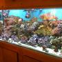 120 gallons reef tank (mostly live coral and fish) - 120gal,150lb live rock,open brain,lethers,giant cup mushroom,yellow tang,podwer blue tang, etc