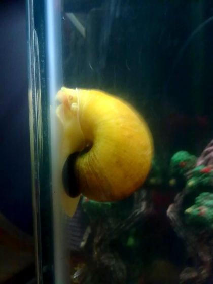 corals inverts - pomacea canaliculata - apple snail stocking in 30 gallons tank - apple snail in my freshwater tank