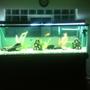 75 gallons freshwater fish tank (mostly fish and non-living decorations) - the 135 is up and going what a great improvement