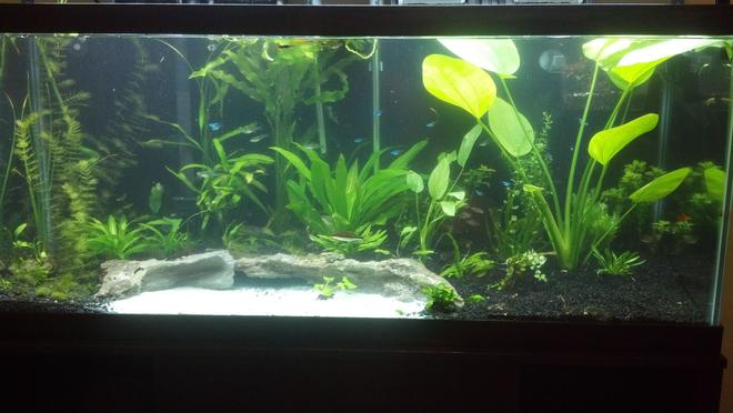75 gallons planted tank (mostly live plants and fish) - My 75 gallon.its a little cloudy just got done moving acouple plants