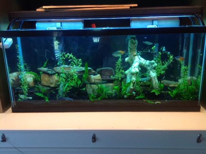 55 gallons planted tank (mostly live plants and fish) - 55 gallon standard   6 years established

ECOCOMPLETE substrate, Community Tank, Live Plants, Real Rock
