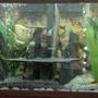 fish tank picture - Up-Date of my 30 Gallon Cichlid Tank. I am currently making a 30 Gallon Refugium/Sump.