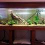 105 gallons freshwater fish tank (mostly fish and non-living decorations) - 6ft tropical tank