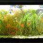 75 gallons freshwater fish tank (mostly fish and non-living decorations) - 55 gallon aquarium