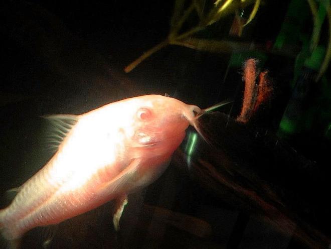 freshwater fish - corydoras aeneus - albino aeneus cory cat stocking in 20 gallons tank - Albino Cory