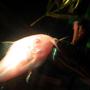 freshwater fish - corydoras aeneus - albino aeneus cory cat stocking in 20 gallons tank - Albino Cory