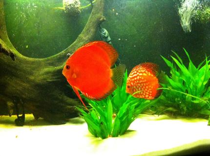 freshwater fish - symphysodon aequifasciatus - red melon discus stocking in 72 gallons tank - discus pair