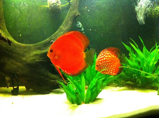 freshwater fish - symphysodon aequifasciatus - red melon discus stocking in 72 gallons tank - discus pair