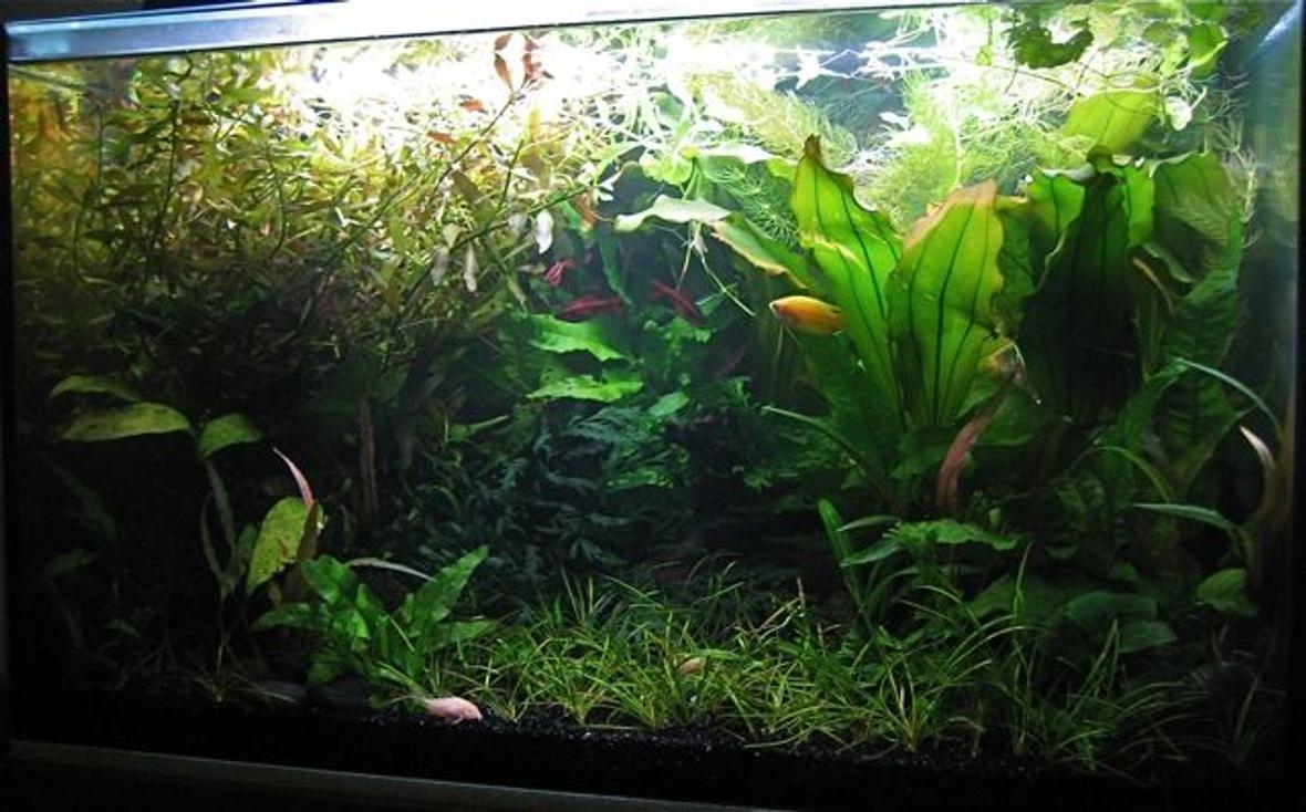 15 gallons planted tank (mostly live plants and fish) - A dense garden forest garden, with brushes of fish colour.