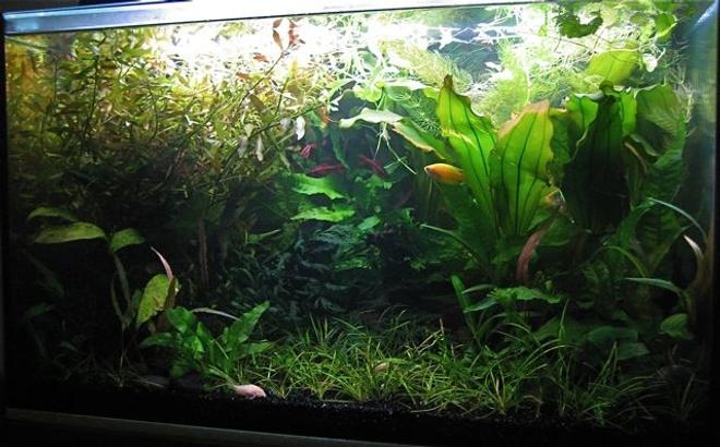 15 gallons planted tank (mostly live plants and fish) - A dense garden forest garden, with brushes of fish colour.