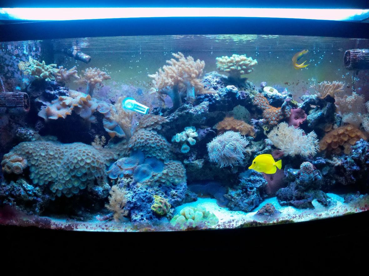 72 gallons reef tank (mostly live coral and fish) - mixed reef