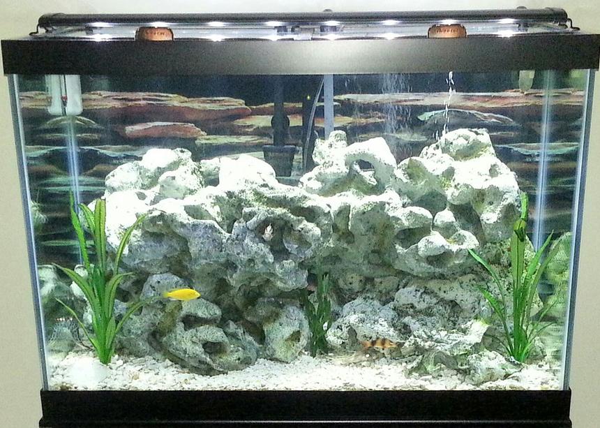 Rated #2247: 65 Gallons Freshwater Fish Tank - 65 gallon Cichlid Tank