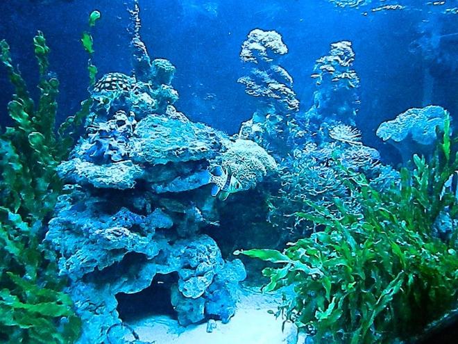 90 gallons reef tank (mostly live coral and fish) - Macro Algae and Coral Tank.