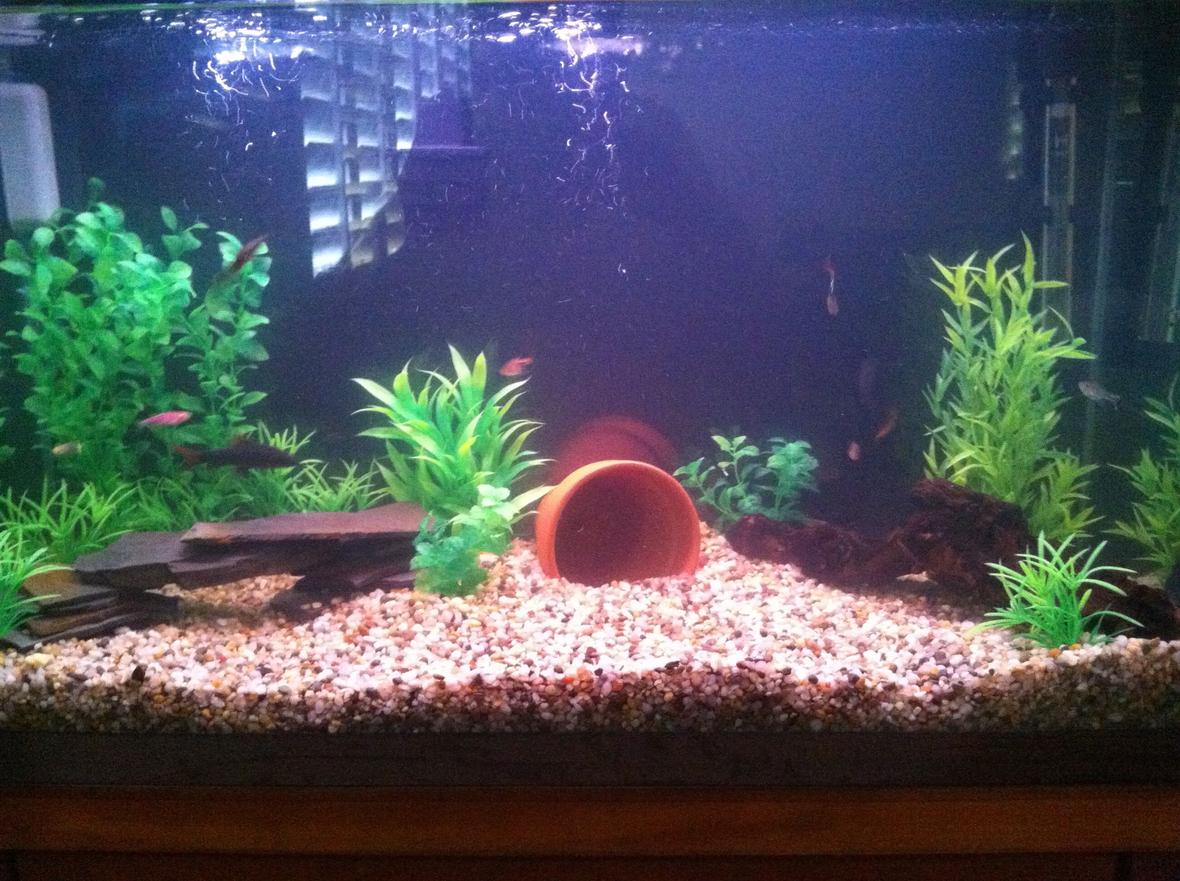 29 gallons freshwater fish tank (mostly fish and non-living decorations) - 29 gallon see profile for fish.