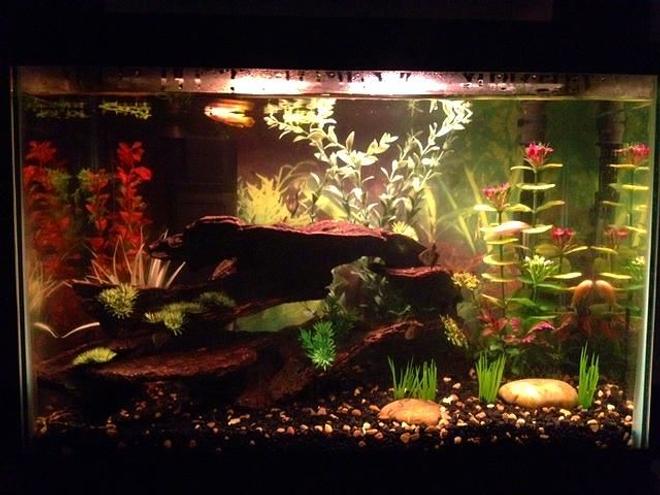 20 gallons freshwater fish tank (mostly fish and non-living decorations) - My tank with Golden Wonder lurking
at the top.