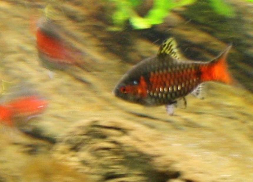 Rated #96: Freshwater Fish - Puntius Sp. - Odessa Barb Stocking In 150 Gallons Tank - Part of my school of Odessa barbs