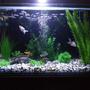 16 gallons freshwater fish tank (mostly fish and non-living decorations) - Ryukins, platty, oranda.