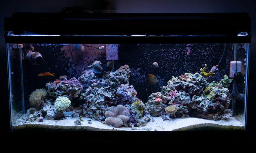 Rated #43: 55 Gallons Reef Tank - FTS