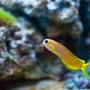 saltwater fish - ecsenius midas - midas blenny stocking in 55 gallons tank - Midas Blenny