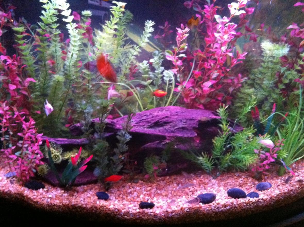 36 gallons freshwater fish tank (mostly fish and non-living decorations) - 36 bow front, Cory cats, stick cat, tetras, danios, striped raphael cat, platys, cherry/ghost shrimp, dwarf gourami, bristlenose placo.