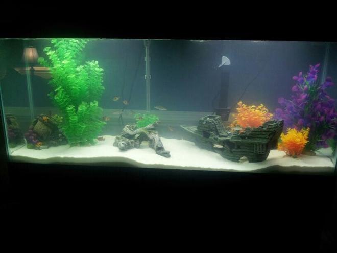 55 gallons freshwater fish tank (mostly fish and non-living decorations) - 55 Gallon Tank