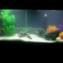 55 gallons freshwater fish tank (mostly fish and non-living decorations) - 55 Gallon Tank