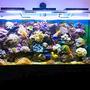 388 gallons reef tank (mostly live coral and fish) - reef cree leds