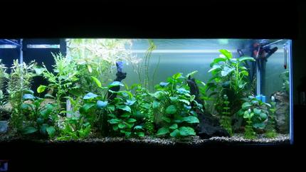250 gallons planted tank (mostly live plants and fish) - Co2 Planted tank