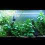 250 gallons planted tank (mostly live plants and fish) - Co2 Planted tank